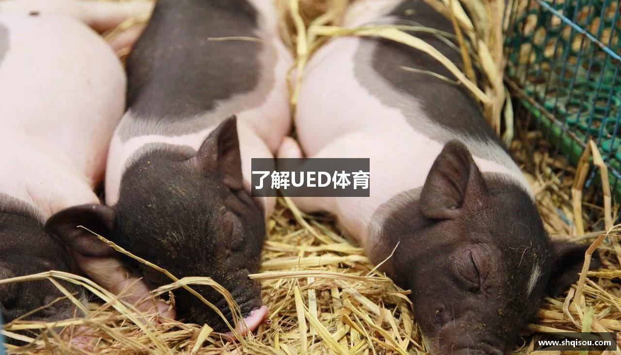 了解UED体育
